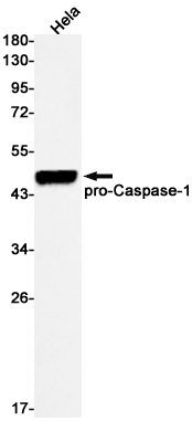 Caspase 1 Rabbit mAb